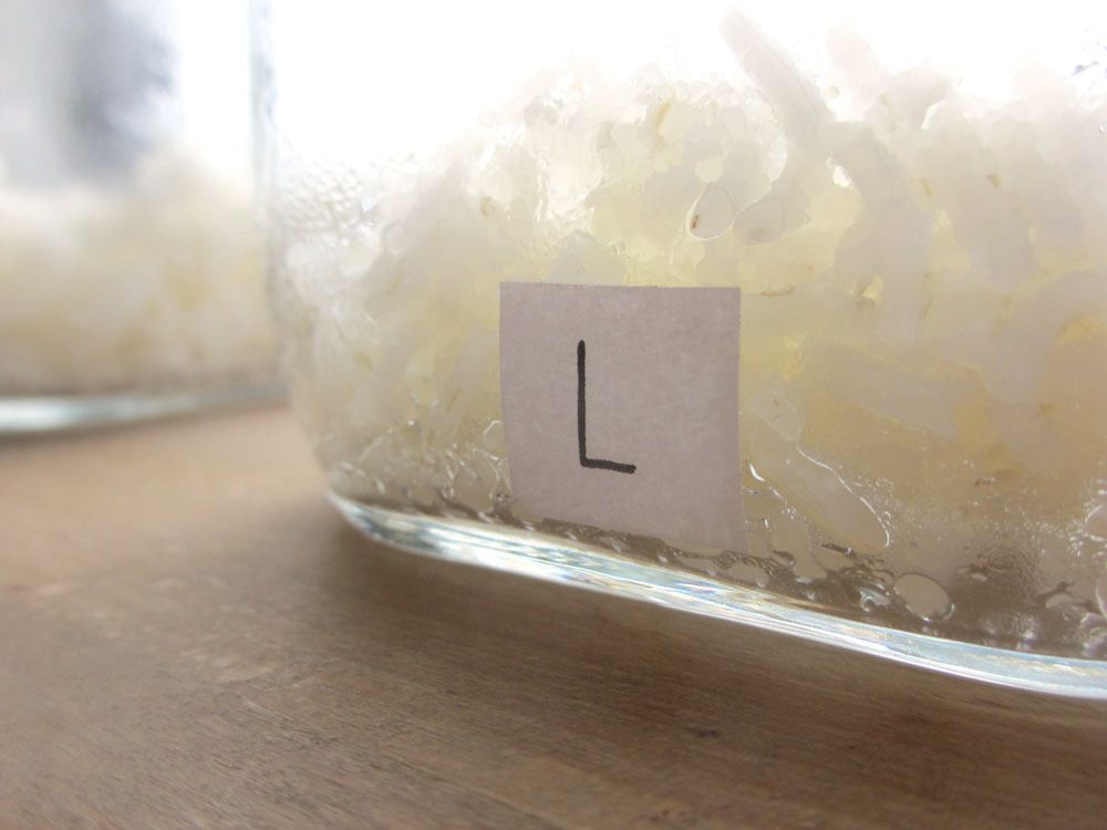 Rice jar experiment (a.k.a. ways to insult rice) Magical Daydream